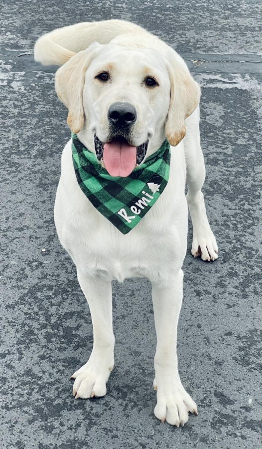 Facility therapy dog, Remi, smiles after getting a new scarf. She has helped friends, family and neighbors cope with depression, anxiety and the loss of loved ones. 
