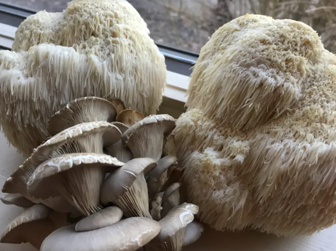 Luke Mueller, Junior, started to grow mushrooms on his free time as a hobby at the beginning of the year. The two species he grows are Blue Oyster (left) and Lionsmane (right), which he cooks in different ways that include putting them in soups or frying.  