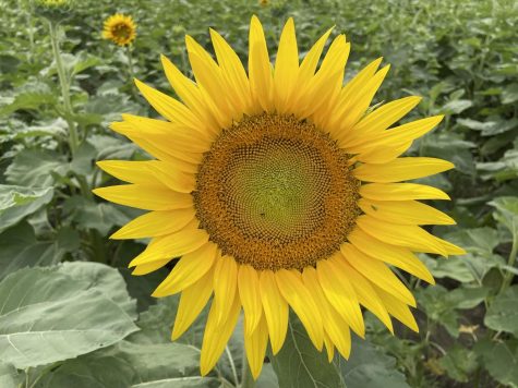A sunflower is the National flower of Ukraine and a symbol of resistance against Russian forces.