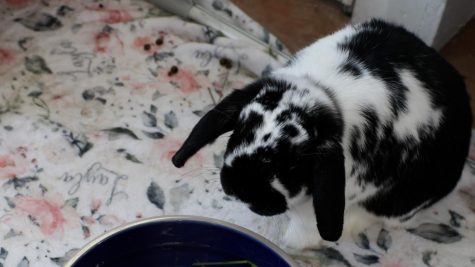 MHSNews | Dollys Dream Home Rabbit Rescue