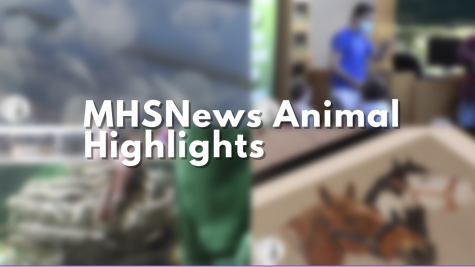 MHSNews | Animal Highlights
