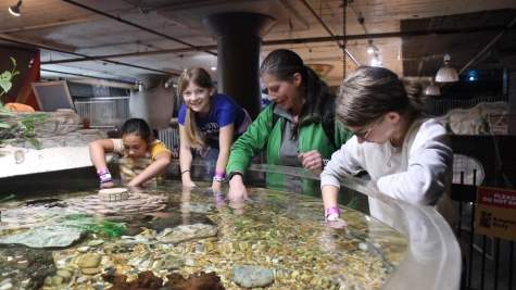 St. Louis City Museum Fosters Interactive Sea Life