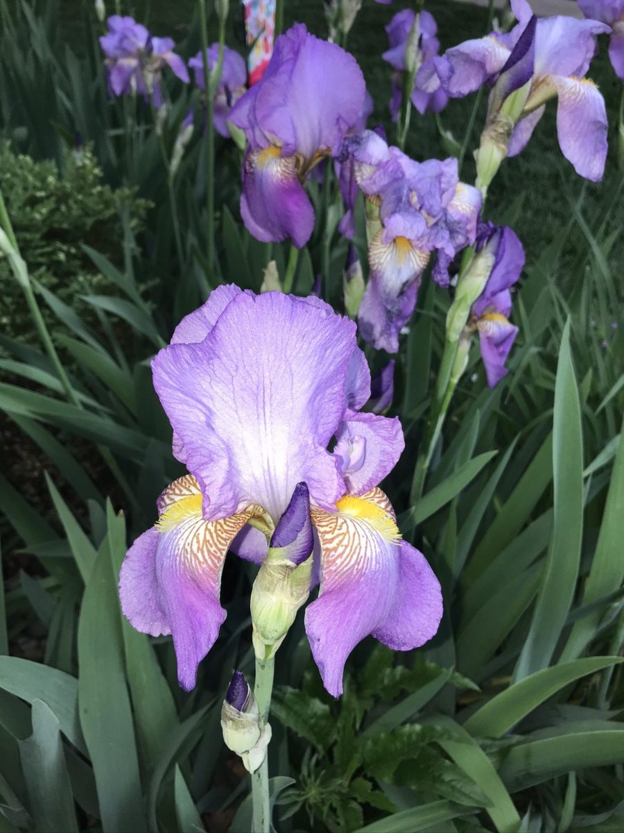 These irises have been growing for generations in multiple different homes, eventually ending up in Cancilas care.