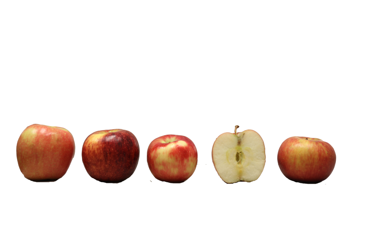 Apple scale from left ro right: Jazz, Envy, Honeycrisp, Fuji, and Gala