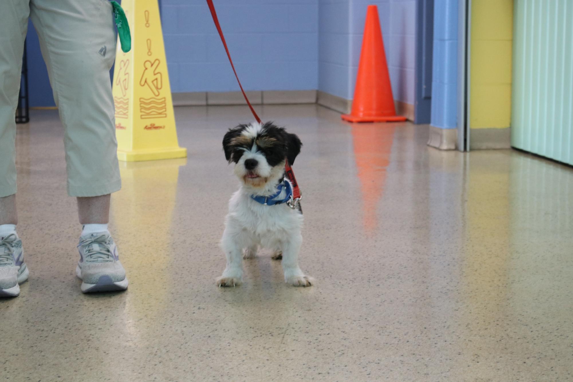 Humane Society Rescued Dogs Now Up For Adoption