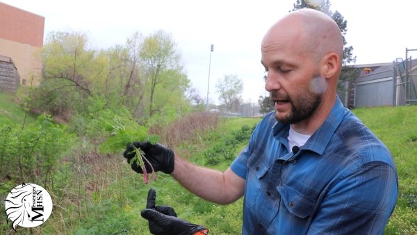 Science teacher Dan Whiting explains the presence of poison hemlock on campus and its risks.  
